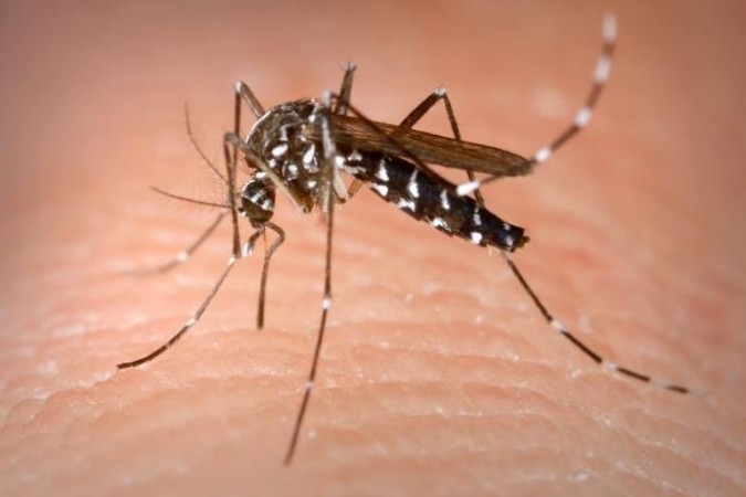 Mosquitoes Have Knocked at Your Home? Here's How to Get Rid of Them
