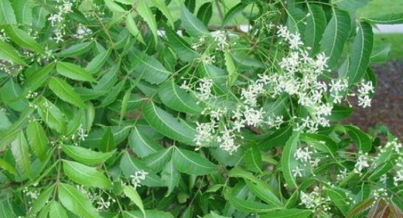 Neem flowers reduce weight rapidly, consume it in these ways
