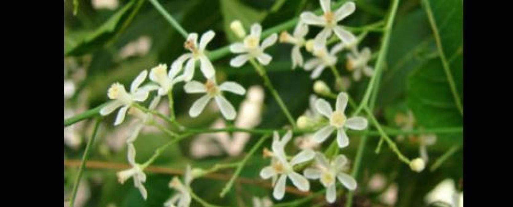 Neem flowers reduce weight rapidly, consume it in these ways