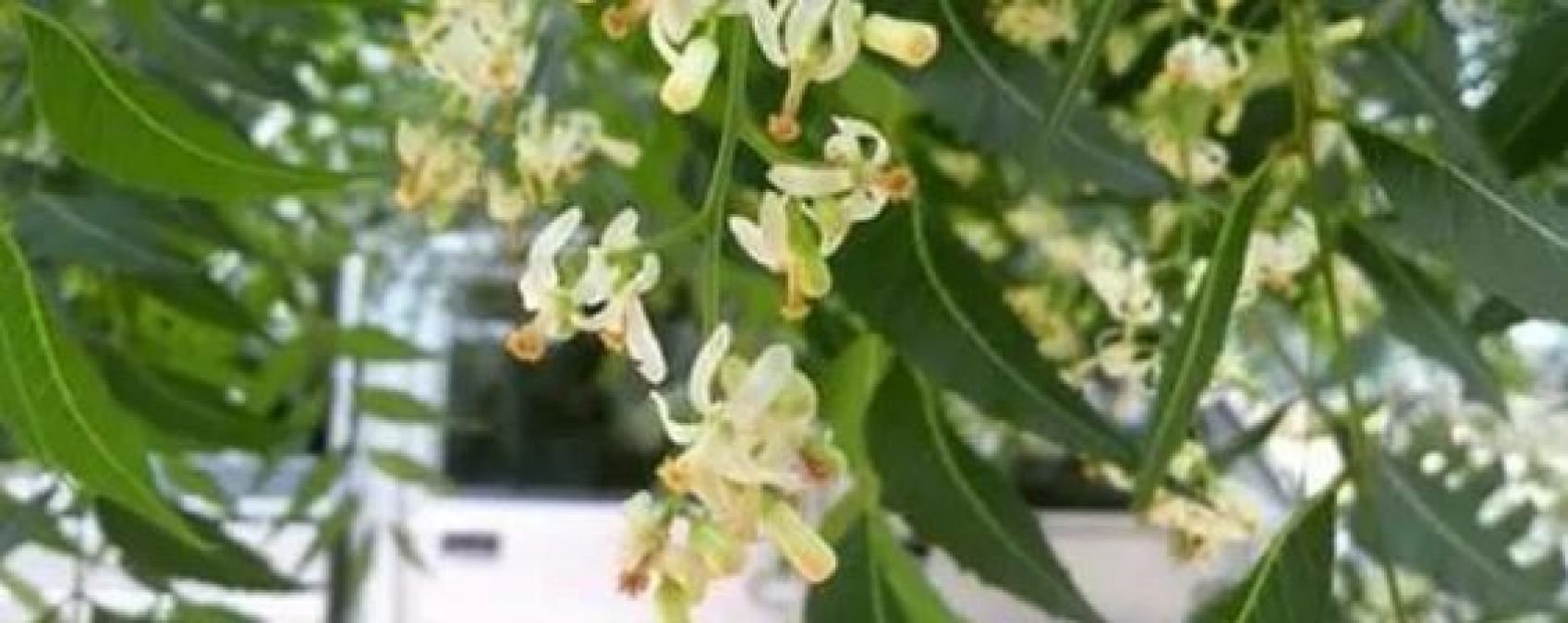 Neem flowers reduce weight rapidly, consume it in these ways