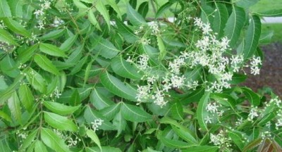 Azadirachta indica is effective for everything from malaria to diabetes, know its unmatched benefits