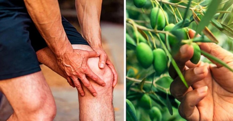 These leaves will provide relief from pain in knees and joints, claim scientists