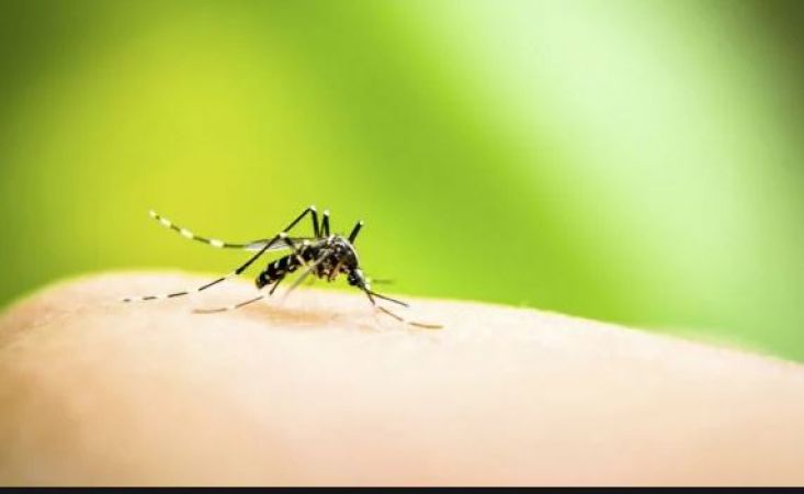 डेंगू जैसी बीमारी होने पर इन बातों का रखें ध्यान