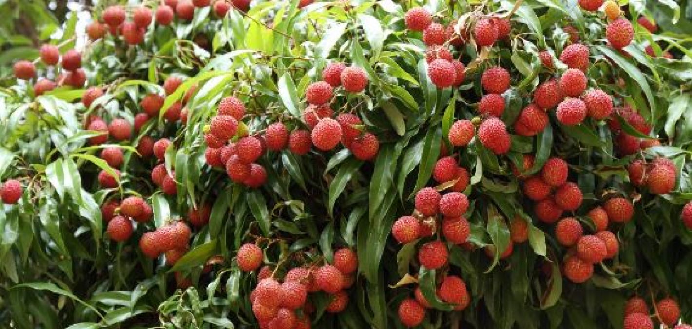 There are surprising benefits to health by eating litchi.
