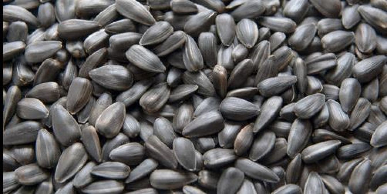 Sunflower seeds keep the heart healthy, know its benefits