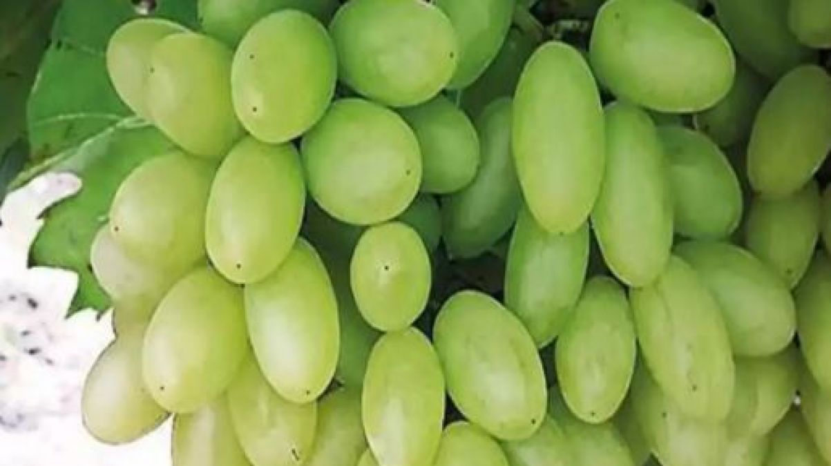 Grapes give energy in summer, does not cause cancer and heart attack