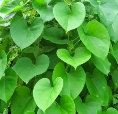 Giloy is most effective during the corona period, beneficial in diseases ranging from dengue to arthritis