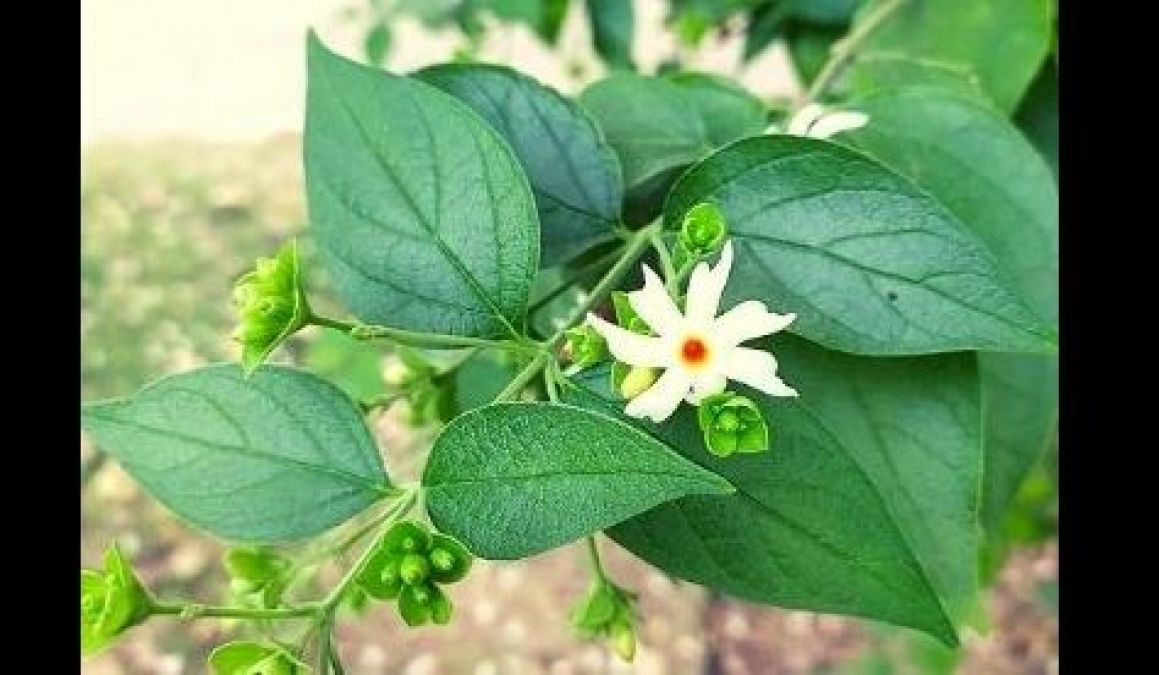 If you are troubled by insects in the stomach, then consume Harsingar leaves in this way