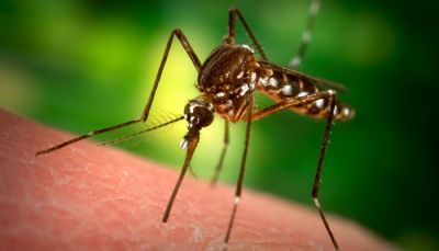 जानिए कैसे करे डेंगू के मच्छरों से बचाव