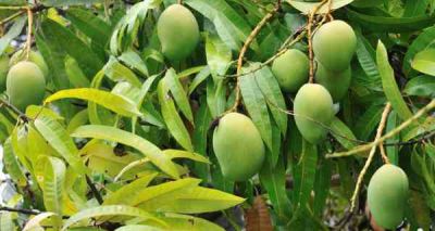 Raw Mangoes are very beneficial for health