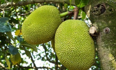 Eating jackfruit is very beneficial for health