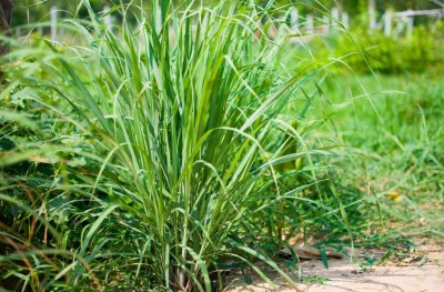 Lemon grass is very beneficial, use it like this