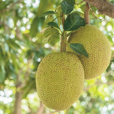 Know amazing benefits of consuming Jackfruit