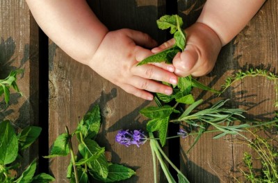 Do you have small children at home? Then make sure to plant these herbs in your kitchen garden