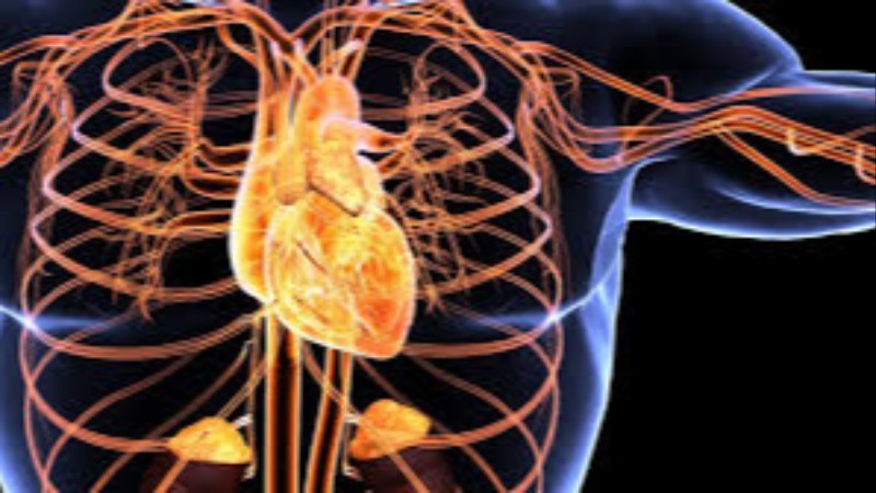 What is a cardiovascular health test?