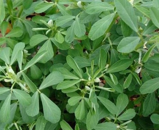 Individuals Who Should Avoid Fenugreek Due to Potential Health Concerns