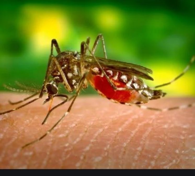 Not only due to mosquitos, but dengue can also occur because of this reason