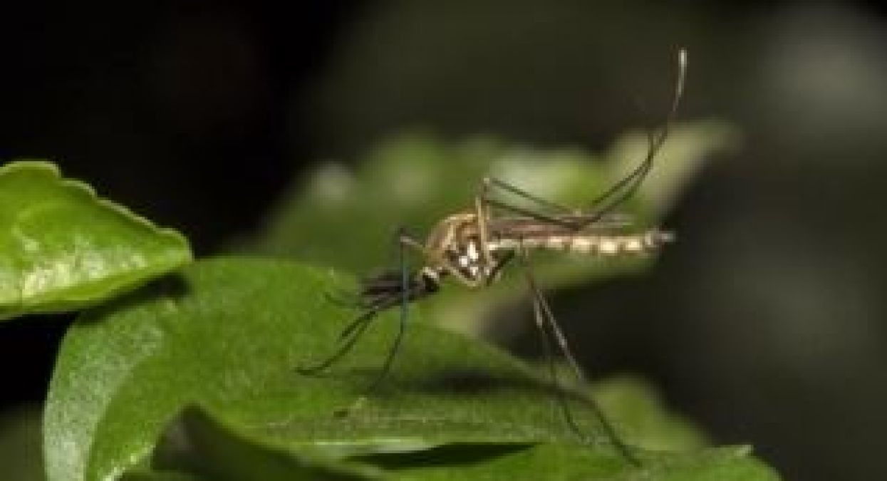 Not only due to mosquitos, but dengue can also occur because of this reason