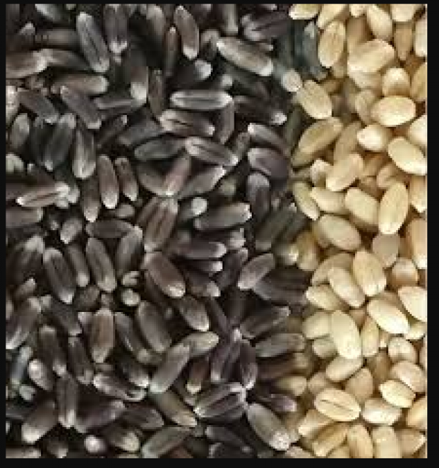 Eating black wheat can make you healthy, know here