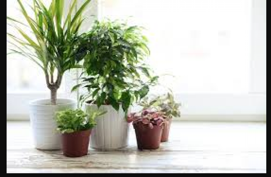 For good health, these plants must be planted around the house, know here