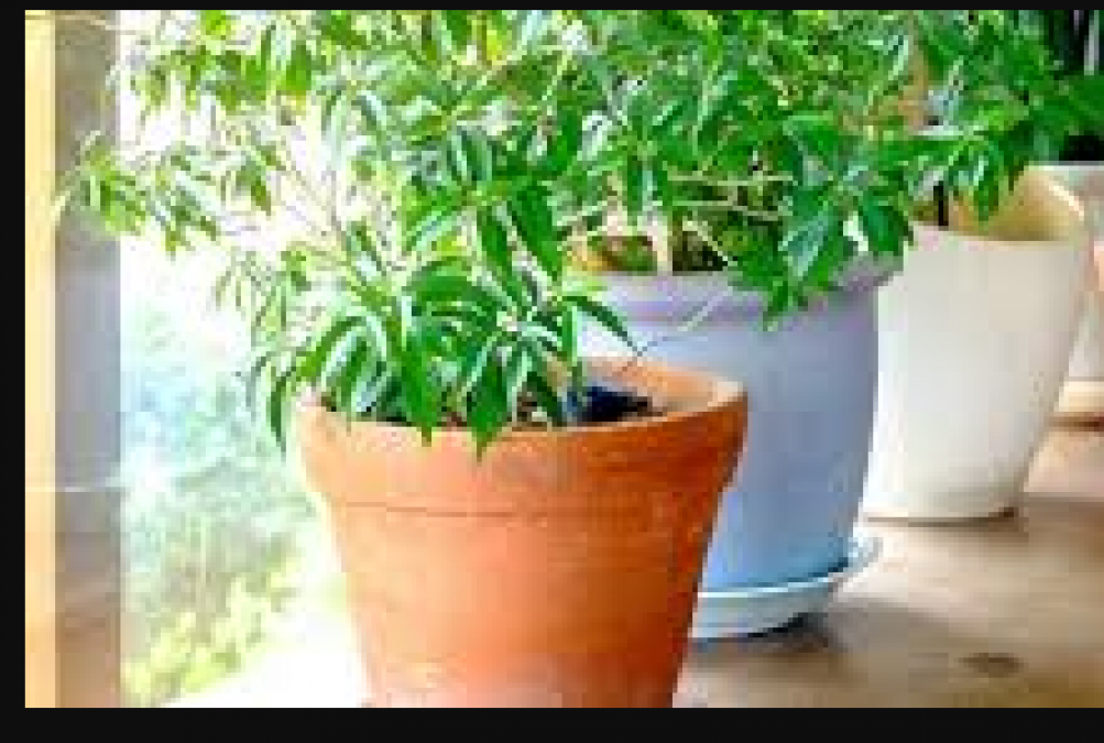 For good health, these plants must be planted around the house, know here