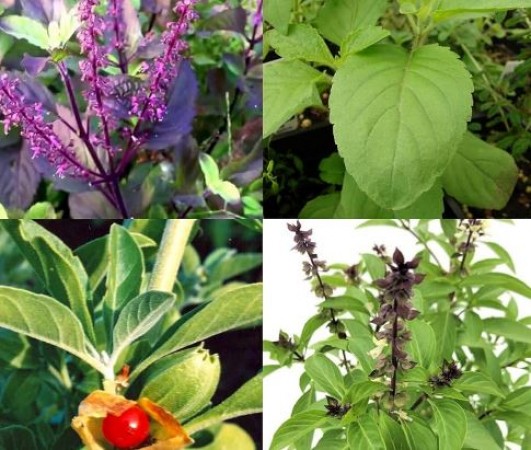 There are not just 1 but 4 types of basil; find out which one is beneficial for you