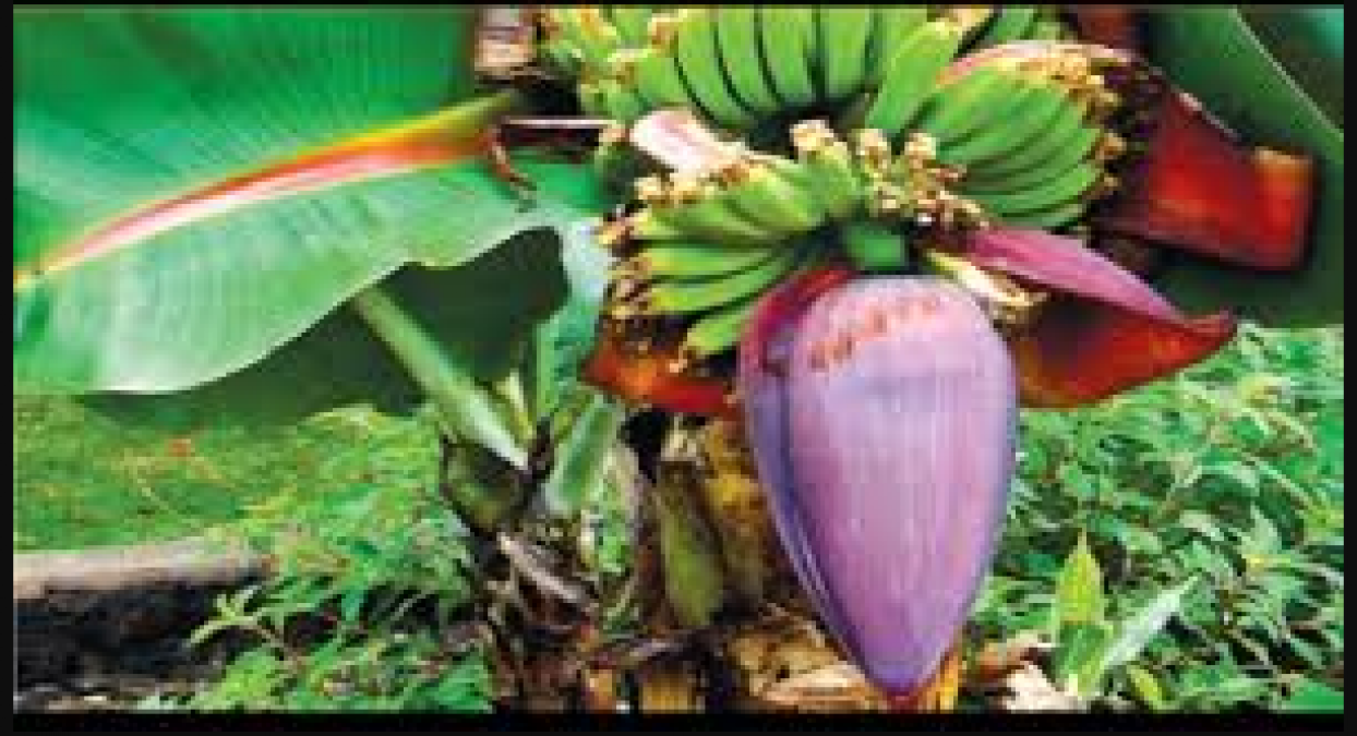Banana flowers are full of nutritious properties, know health benefits