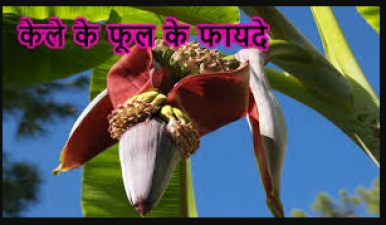 Banana flowers are full of nutritious properties, know health benefits
