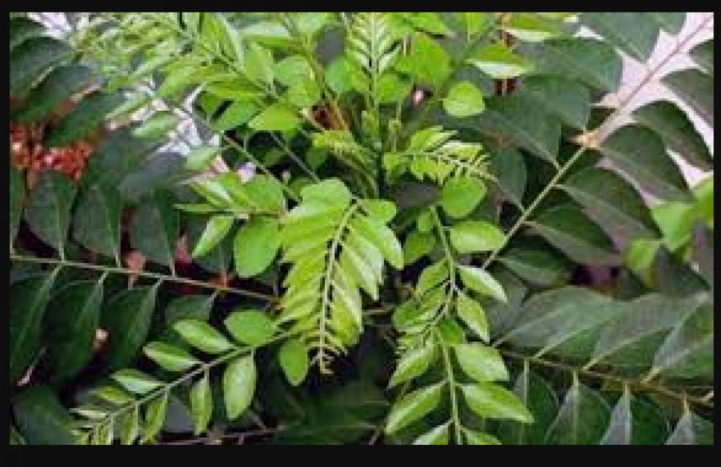 Know the benefits of curry leaves; helpful in hair growth