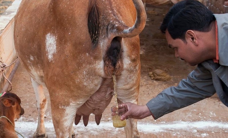 रोजाना सुबह ऐसे करें गौमूत्र का सेवन, मिलेंगे चौंकाने वाले फायदे