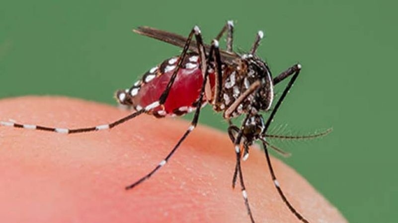 जानिए क्या है डेंगू बुखार के लक्षण और बचाव करने के तरीके