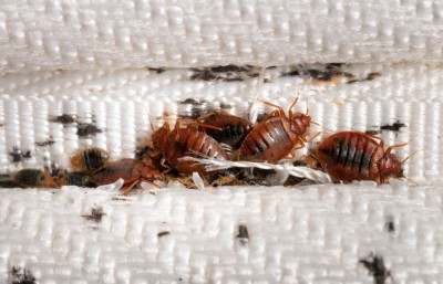 Not Only Sleep: Bedbugs Spawn Numerous Diseases, Here's How to Eliminate Them