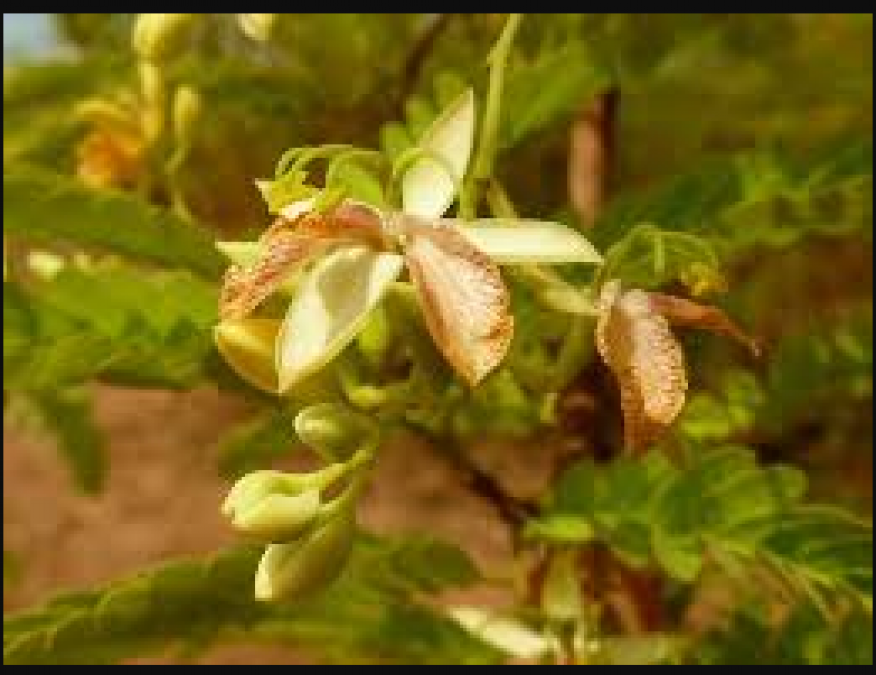 Miraculous healthy benefits of tamarind leaves