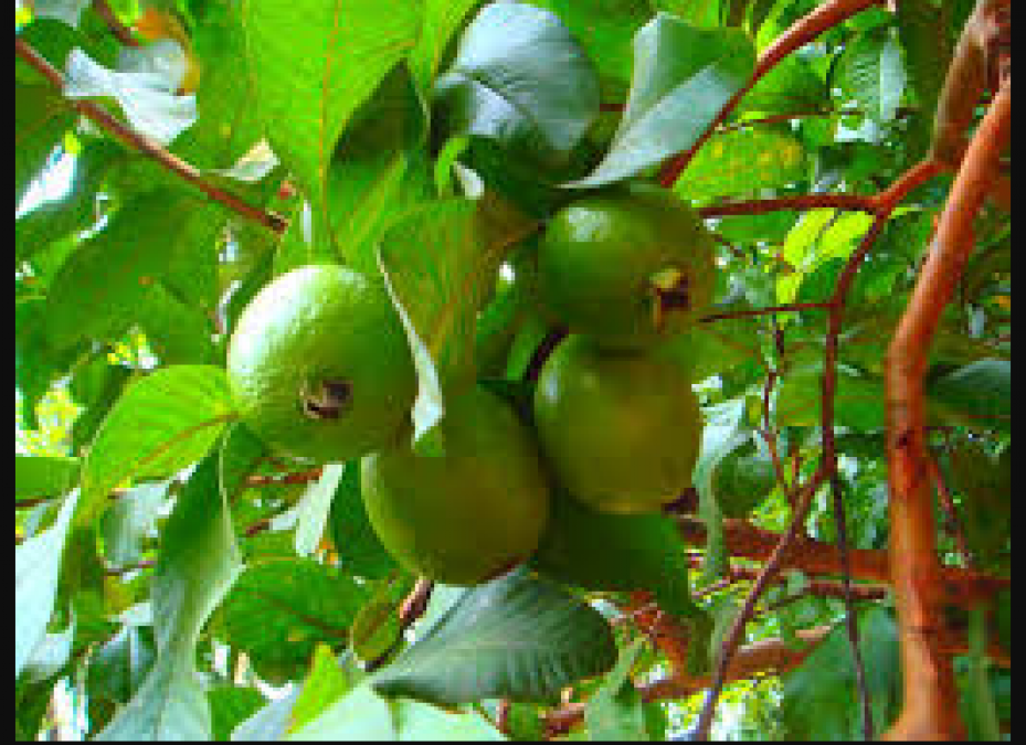 Guava is good for health as well as skin