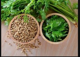 These are health benefits of coriander water, read on!