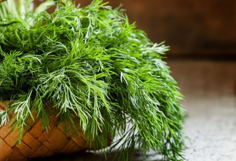 Do you know the benefits of dill leaves, know about it