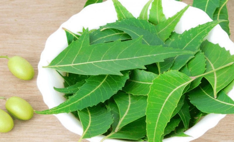 How to Boost Immunity and Detoxify with Neem Leaves