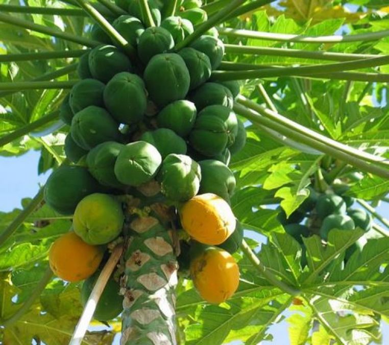 Raw papaya can relieve many problems of women