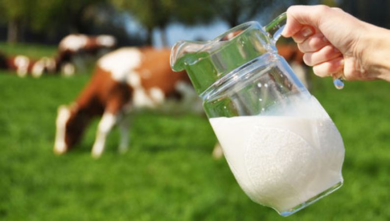 गाय का दूध डाल सकता है आपके बच्चे की किडनी पर बुरा असर
