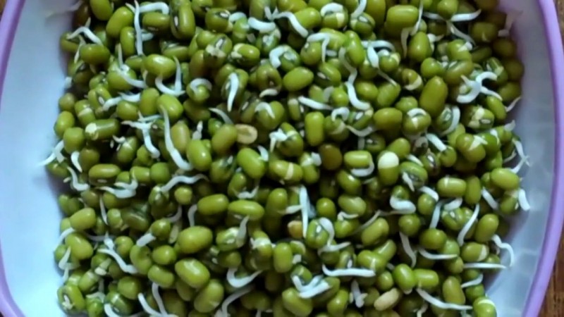Breakfast on sprouted lentils for good health