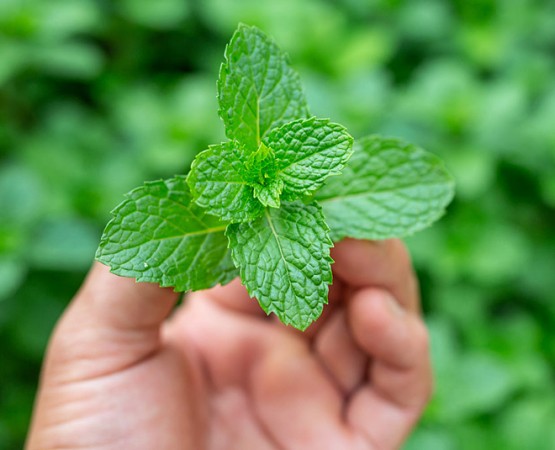 Loss weight by using mint in this way