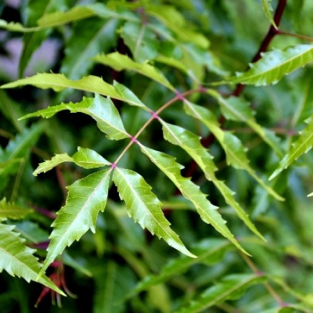 Neem leaves cure skin diseases, know other benefits