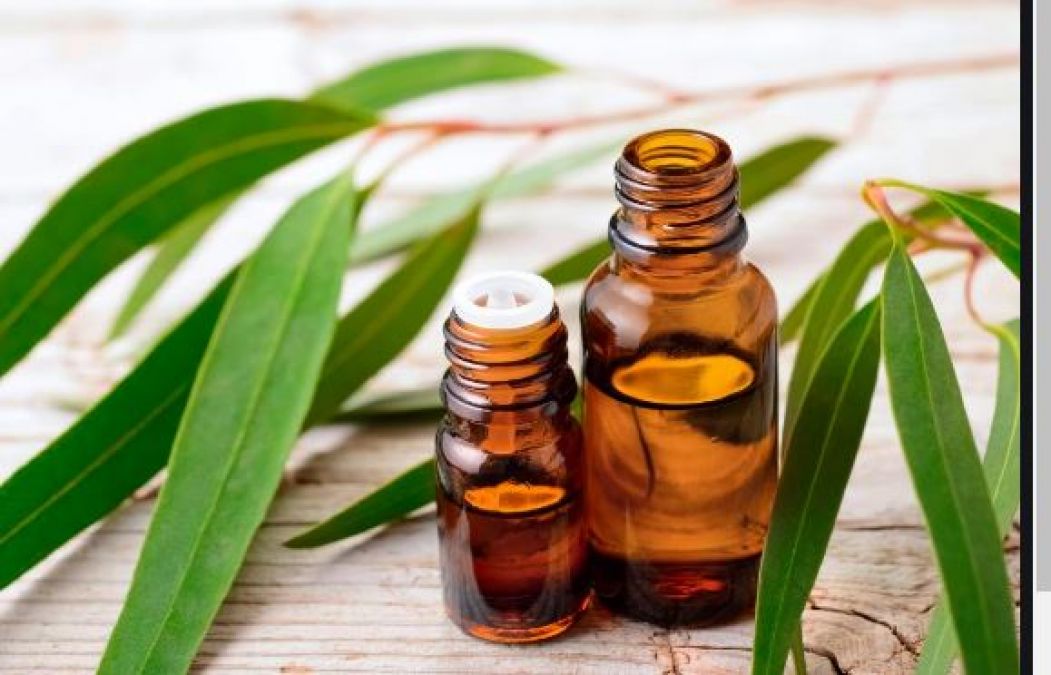 Eucalyptus oil is beneficial for joint pain, know other amazing benefits