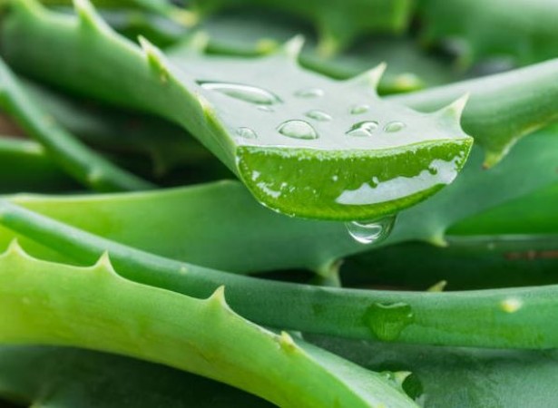 How to Use Aloe Vera: From Weight Loss to Mouth Ulcers, Unleash Its Many Benefits