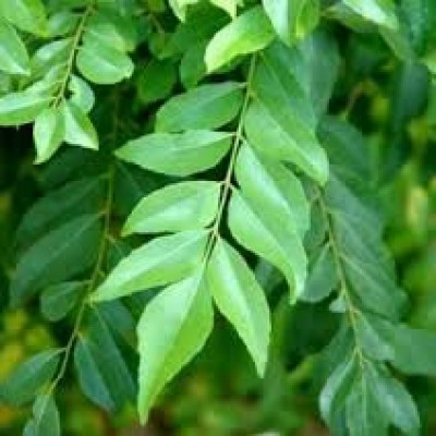 Curry leaves help to lose weight, know how