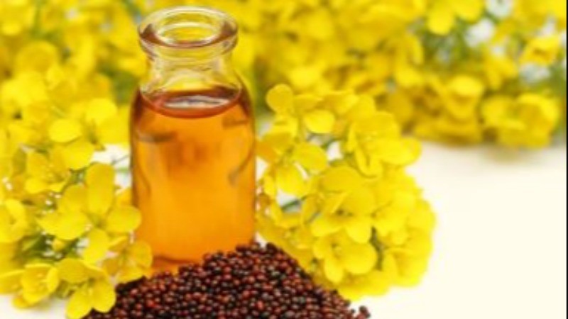 Why is mustard oil massaged in the feet?