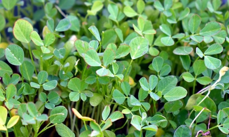 Fenugreek is very beneficial for health, know how to use