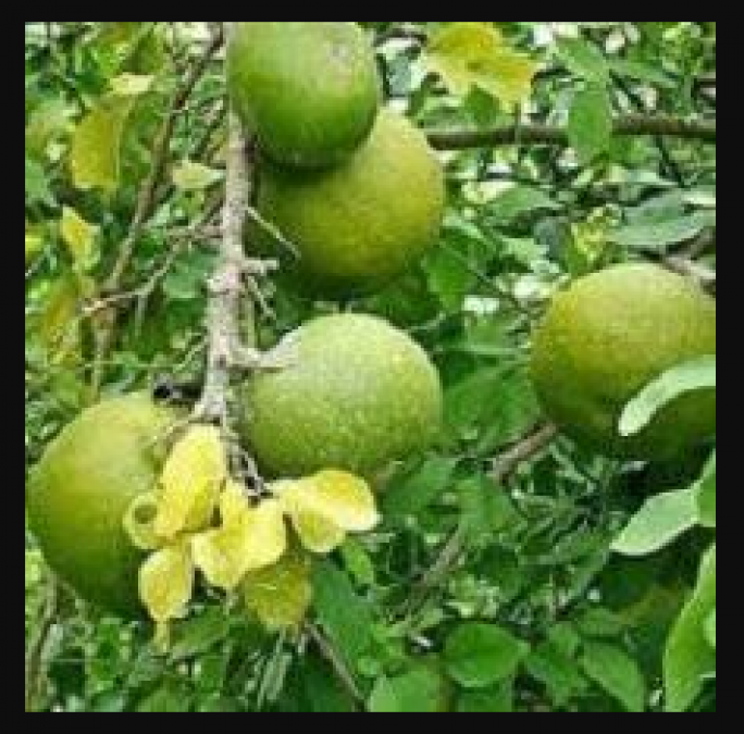 Belpatra has many magical benefits, many diseases are found in it