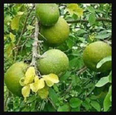Belpatra has many magical benefits, many diseases are found in it