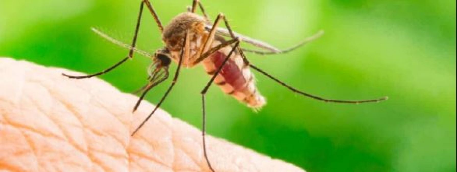 If mosquitoes are bothering you, then some home remedies can get rid of mosquitoes